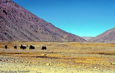 Tibet (155 von 257).jpg